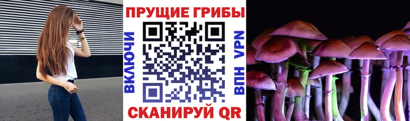 Псилоцибиновые грибы Psilocybe нарко площадка как зайти Дальнегорск